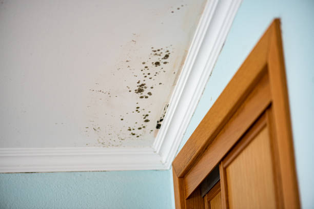 Best Residential Mold Inspection & Testing  in Bloomingdale, NJ